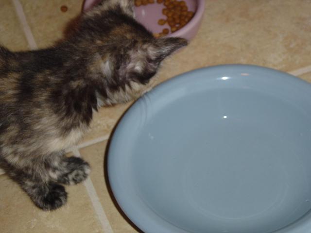 DSC00219