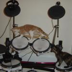2006-10-06 - Little Drummer Cats